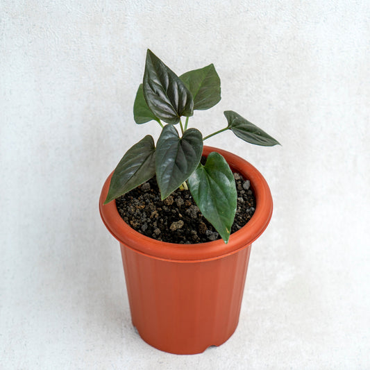 Syngonium Erythrophyllum - Indonesian Rare Plants