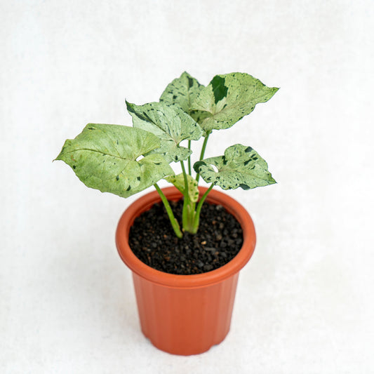 Syngonium Green Splash - Indonesian Rare Plants