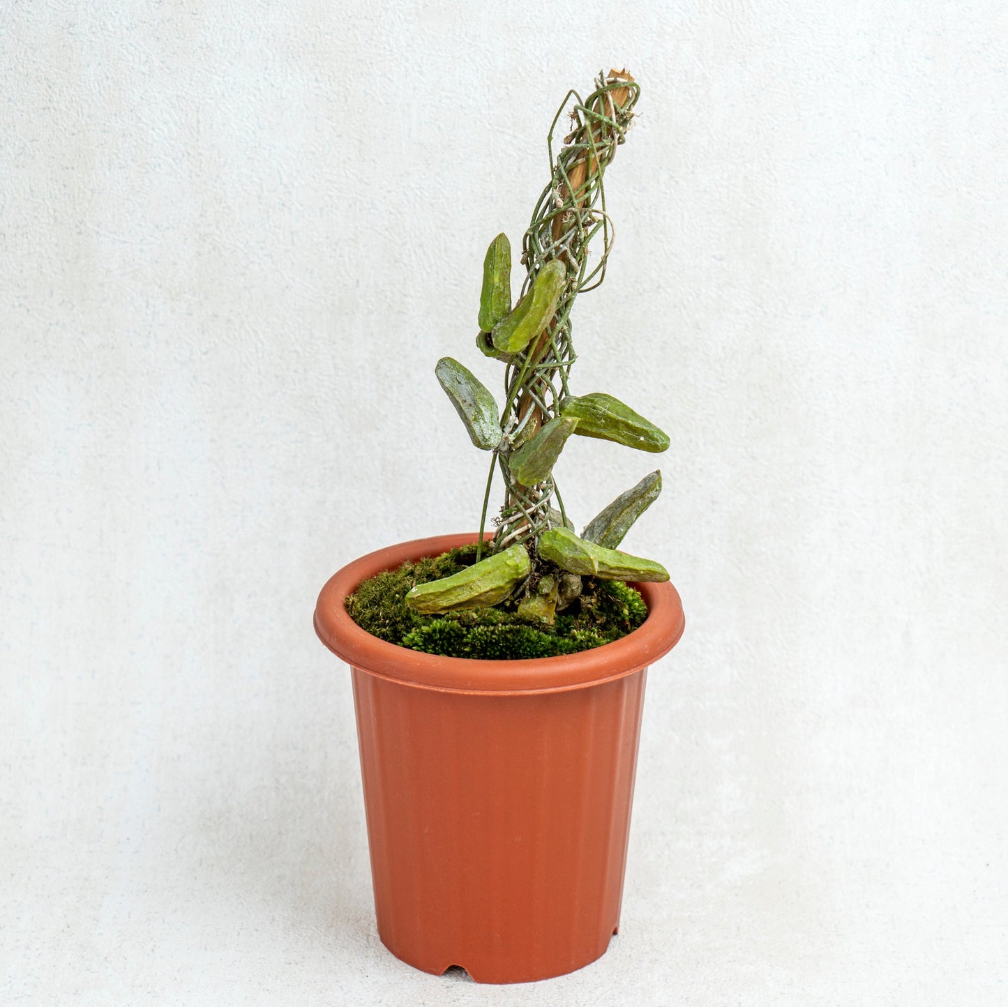 Dischidia Major - Indonesian Rare Plants
