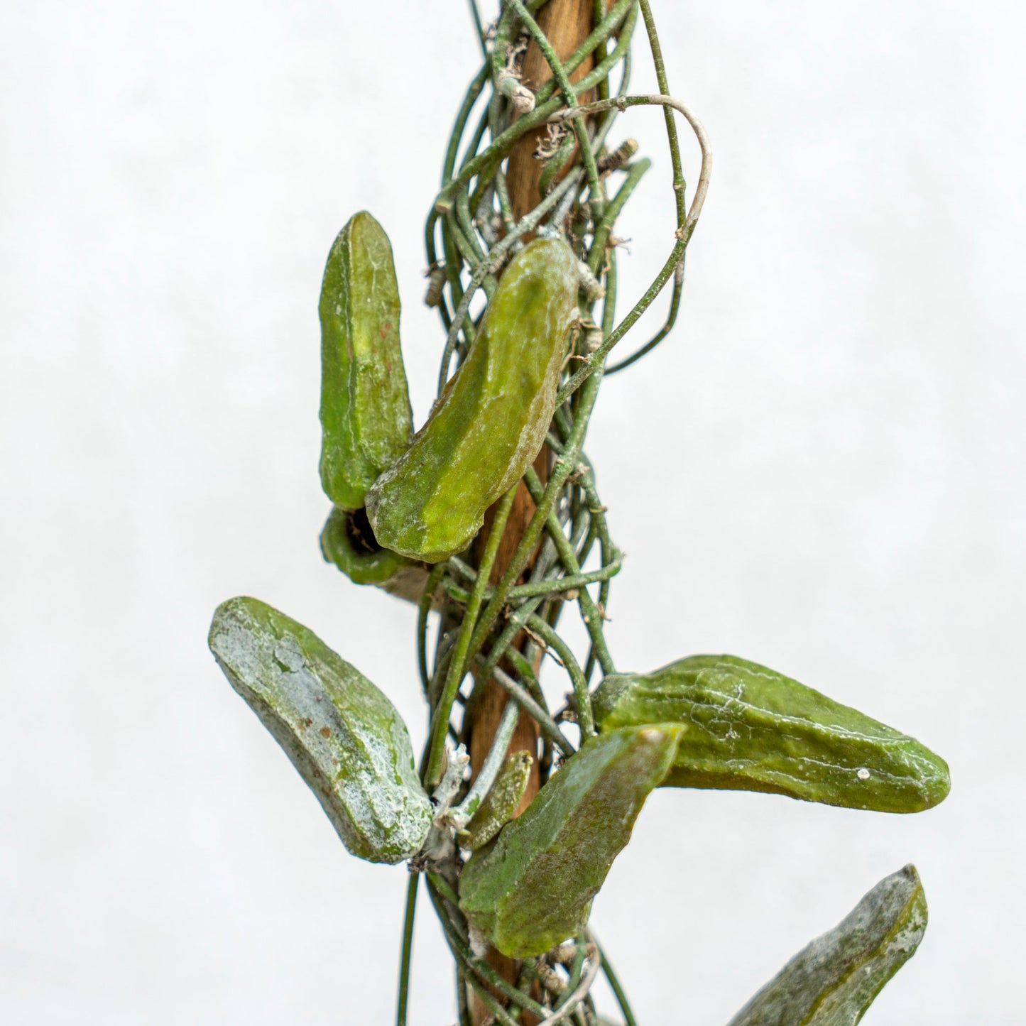 Dischidia Major