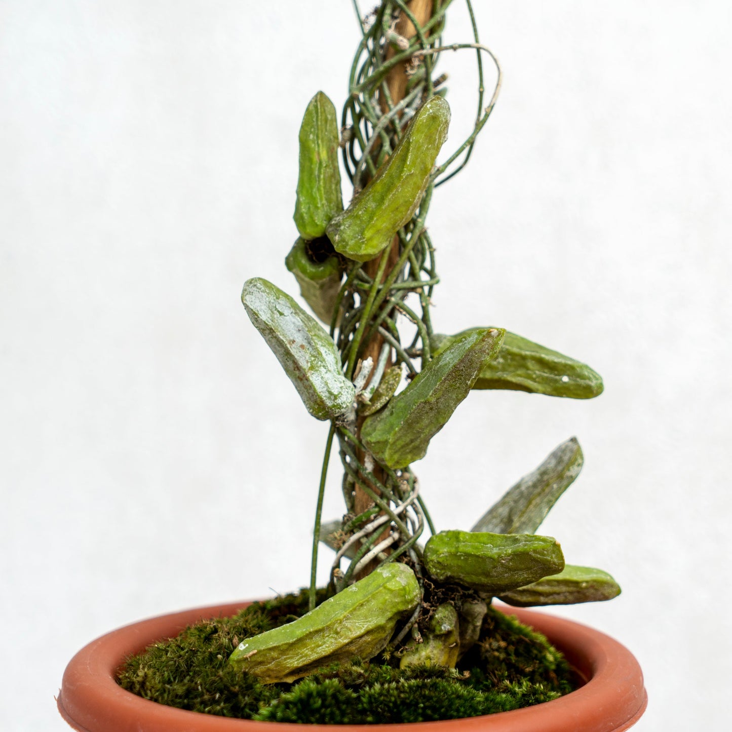Dischidia Major