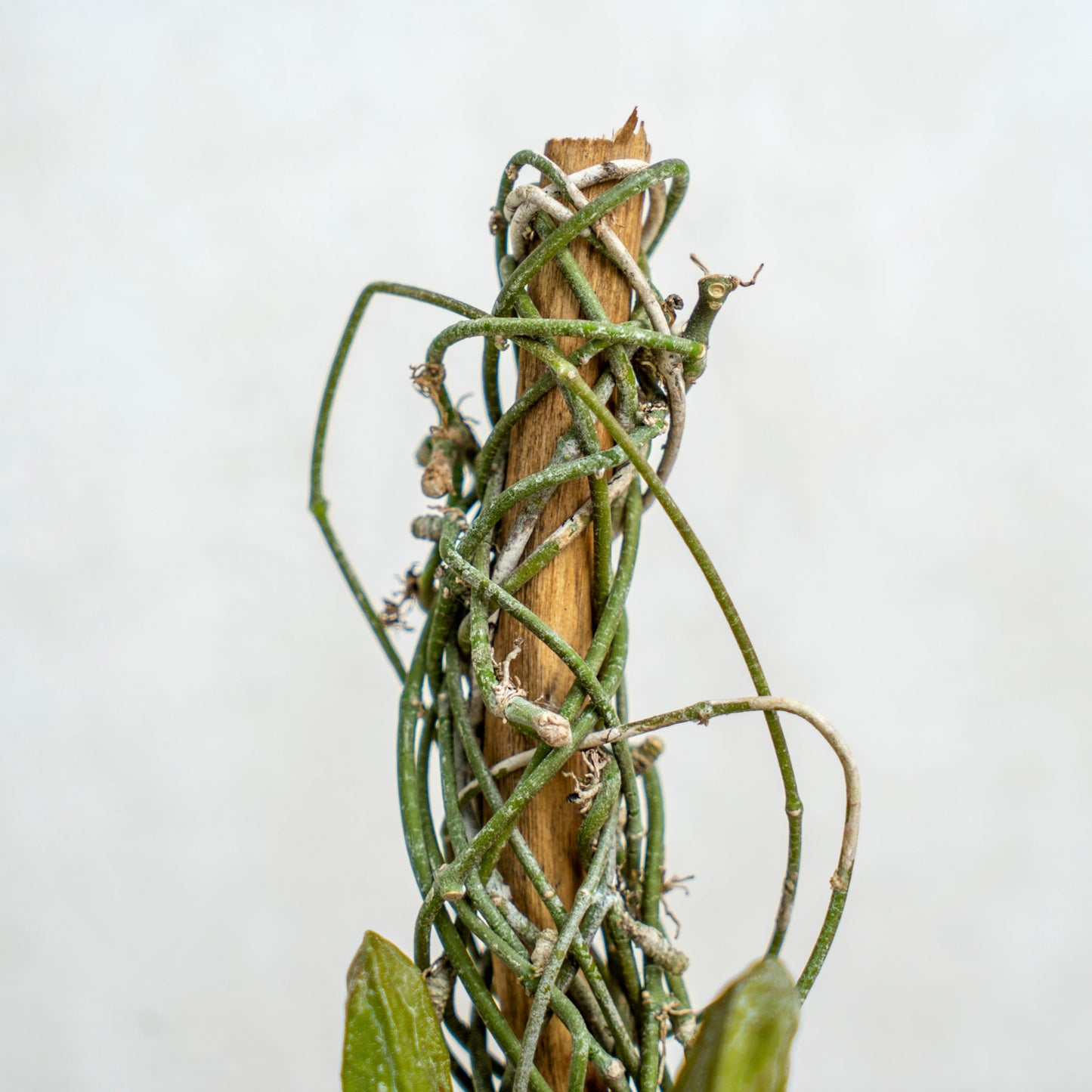 Dischidia Major