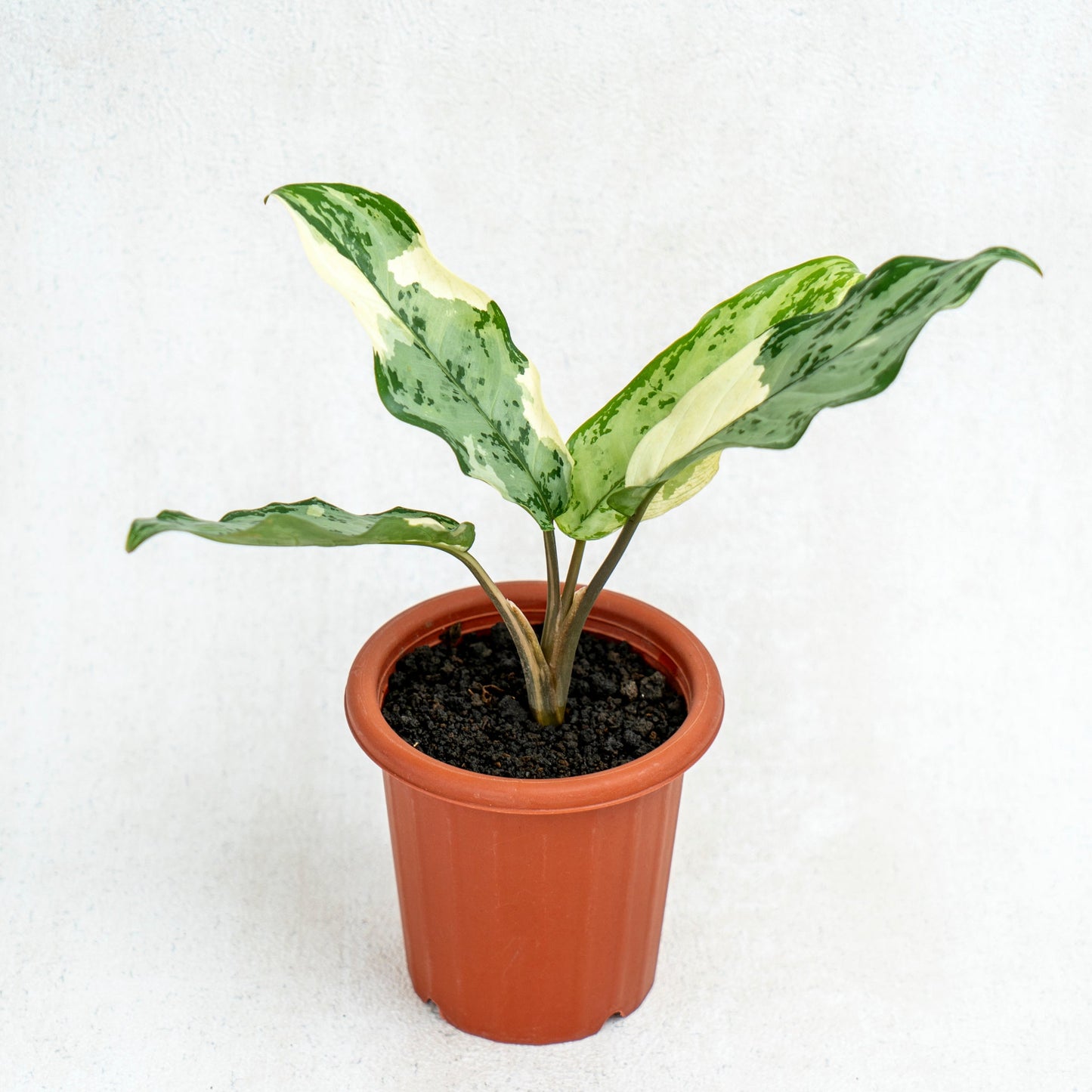 Aglaonema Comutatum Variegated - Indonesian Rare Plants