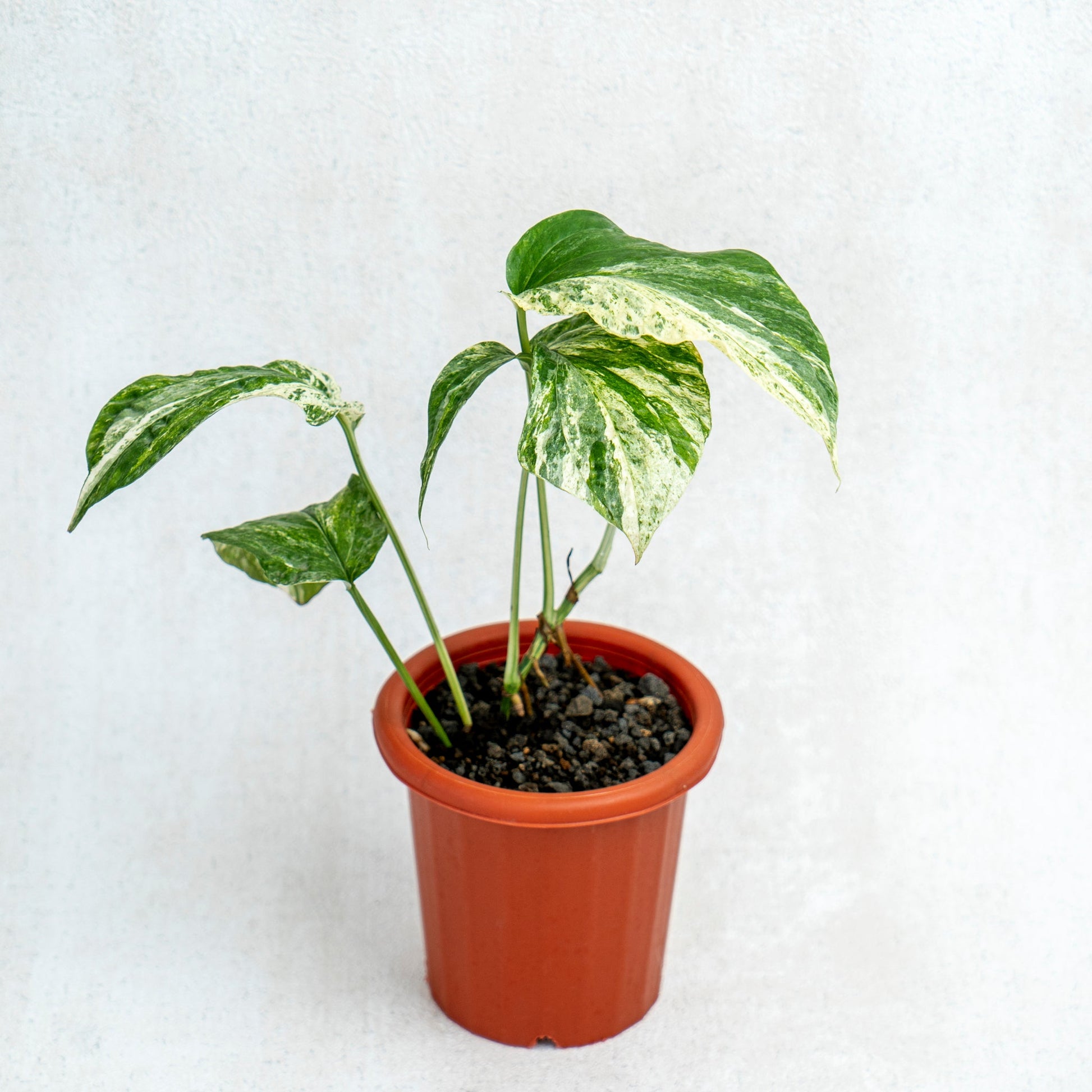 Amydrium Variegated - Indonesian Rare Plants