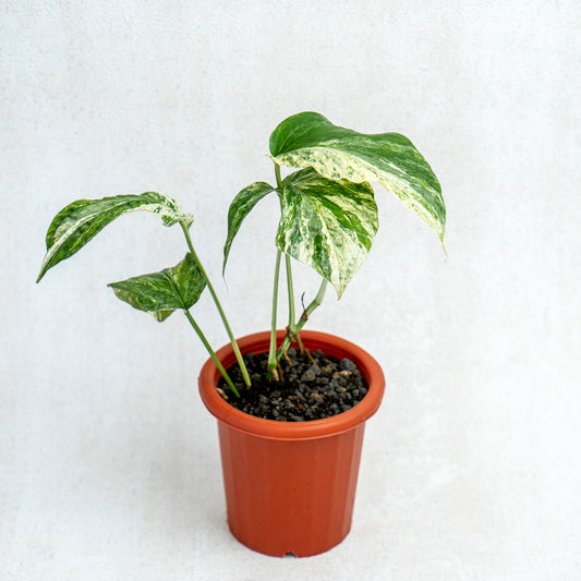 Amydrium Variegated - Indonesian Rare Plants