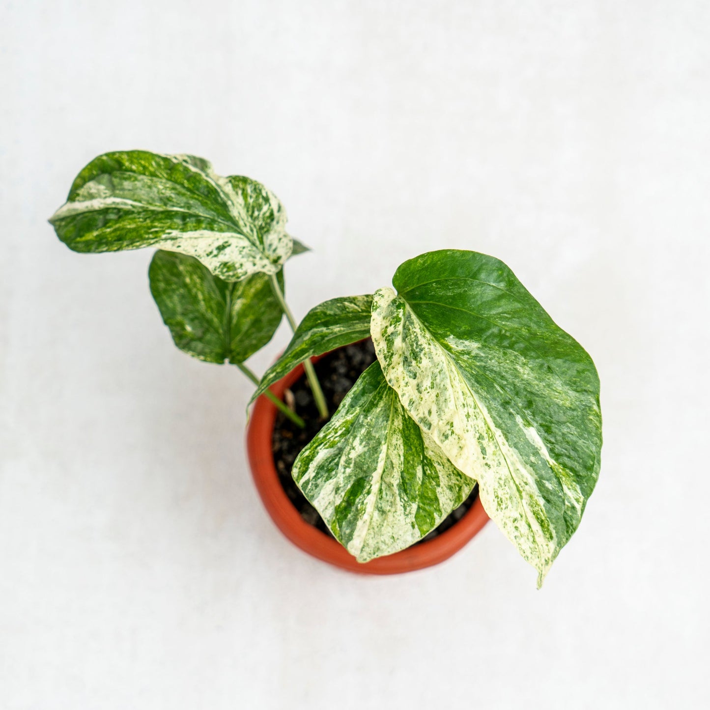 Amydrium Variegated