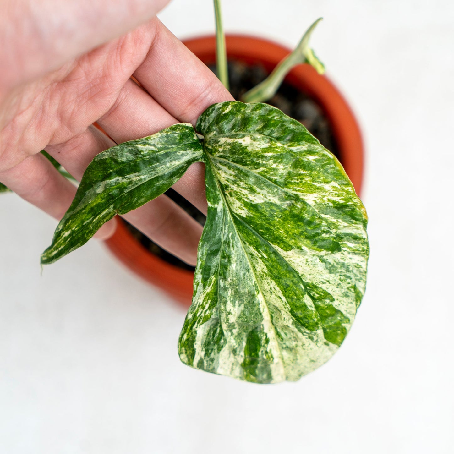 Amydrium Variegated