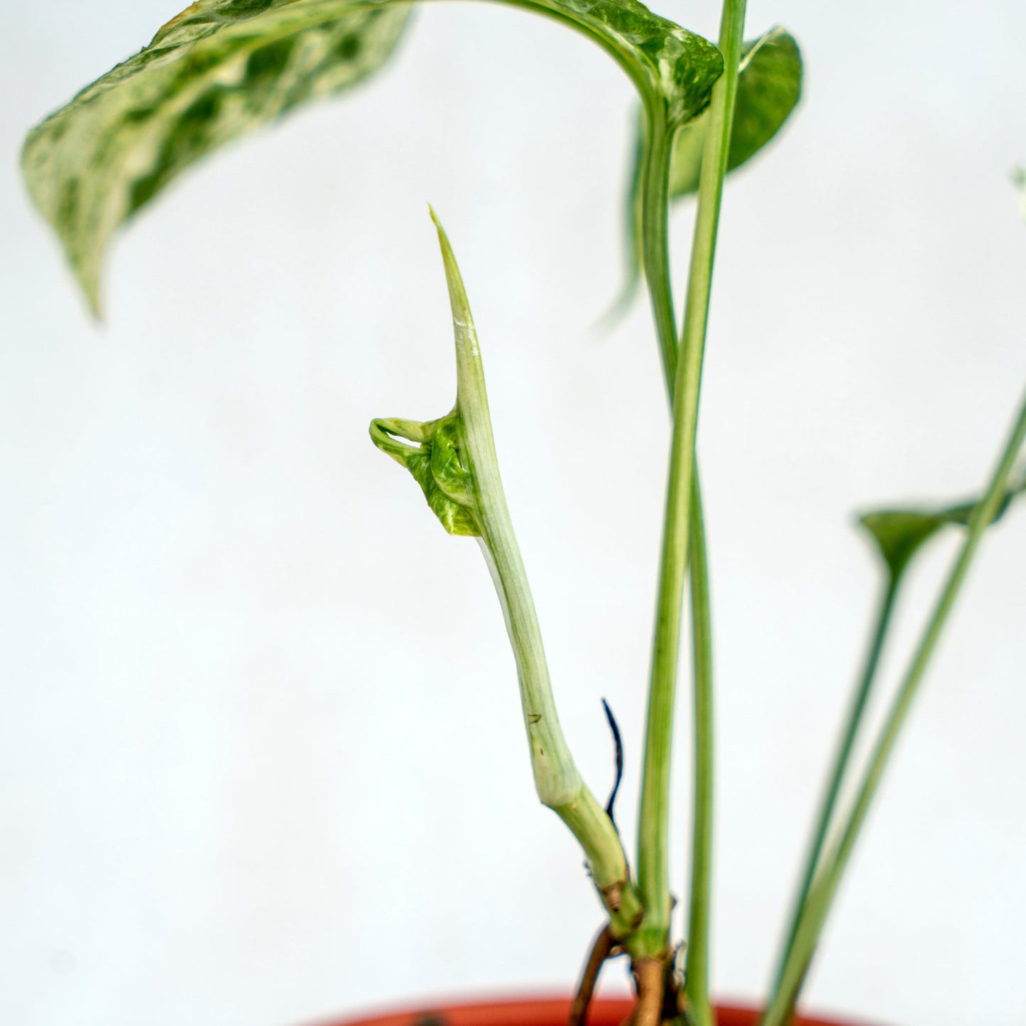 Amydrium Variegated