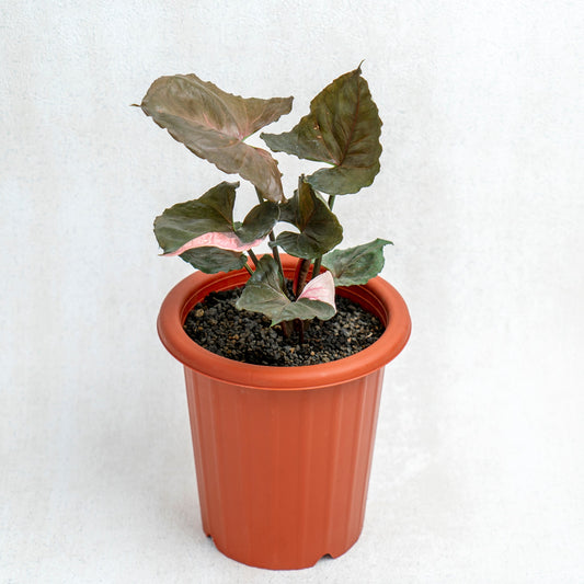 Syngonium Strawberry Ice - Indonesian Rare Plants