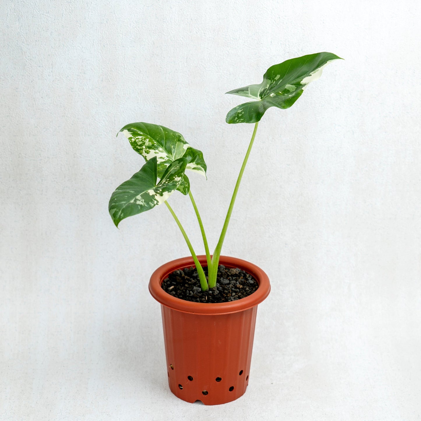 Alocasia Sente Variegated - Indonesian Rare Plants