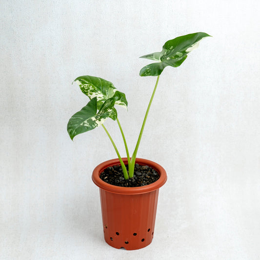 Alocasia Sente Variegated - Indonesian Rare Plants