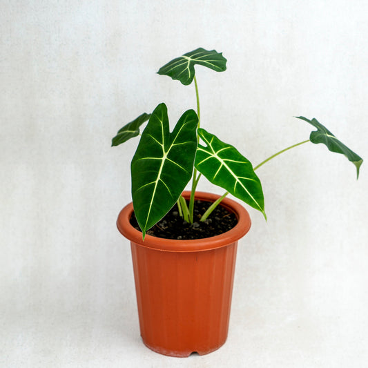 Alocasia Frydek - Indonesian Rare Plants