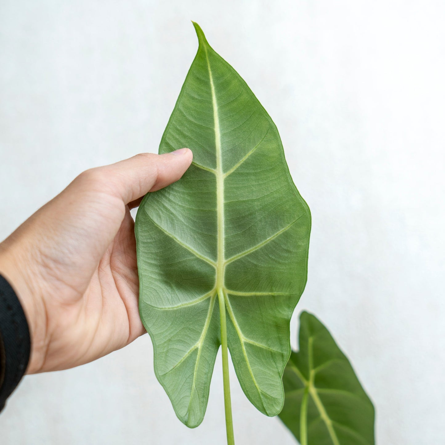 Alocasia Frydek