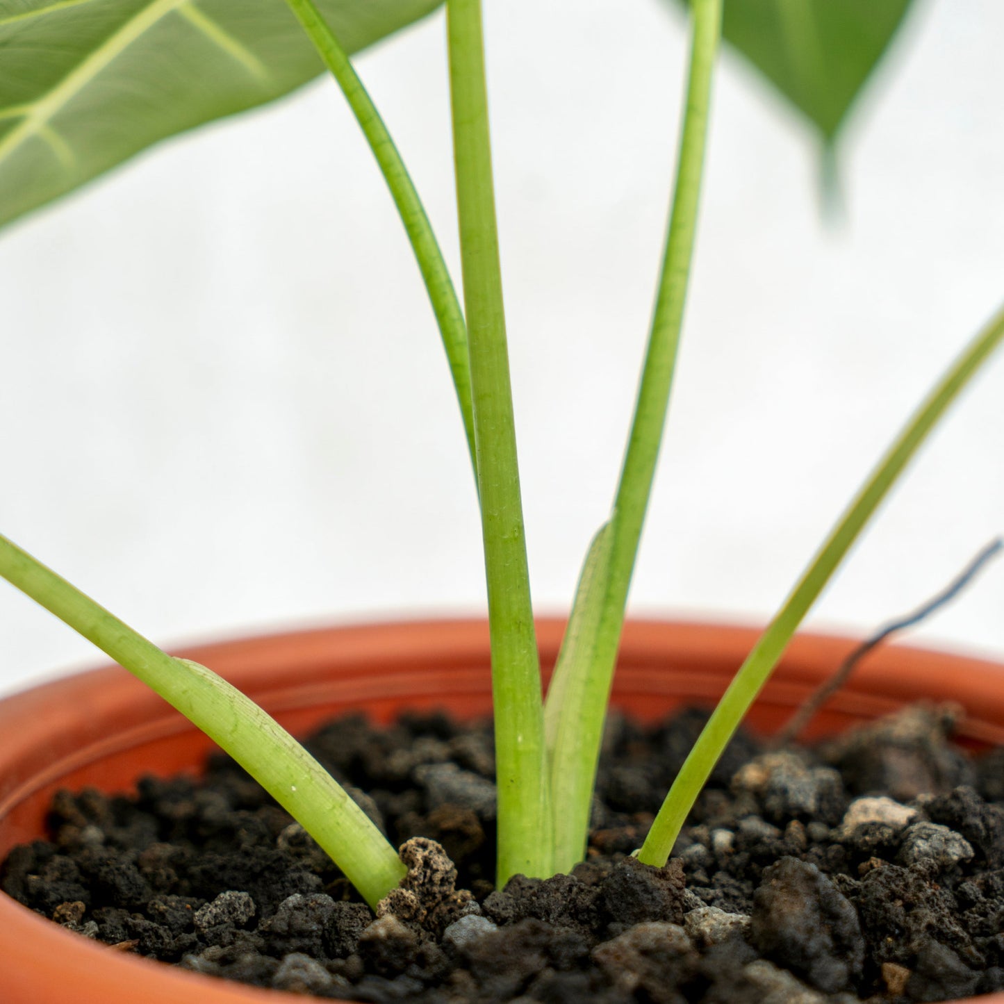 Alocasia Frydek