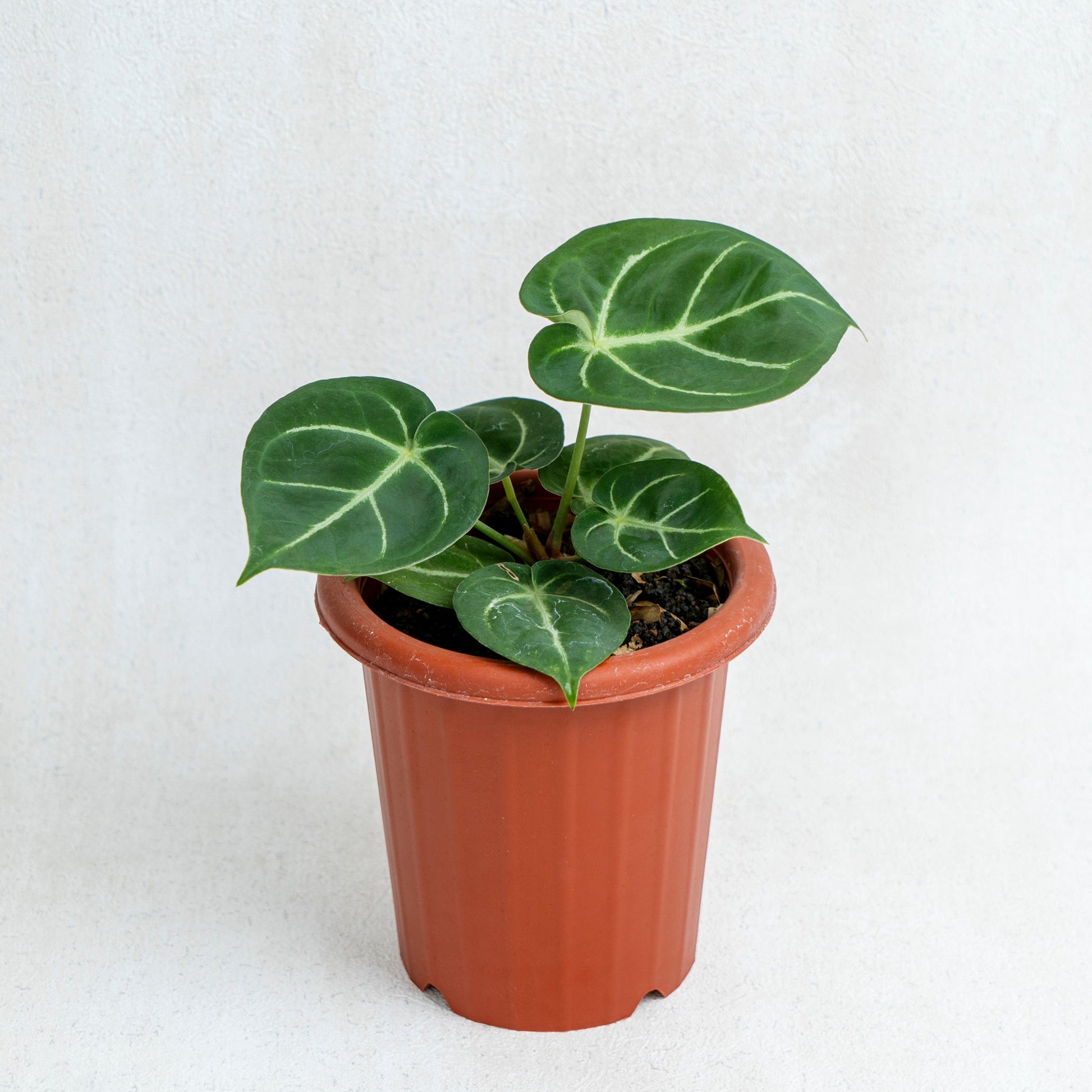 Anthurium Dorayaki Hybrid - Indonesian Rare Plants