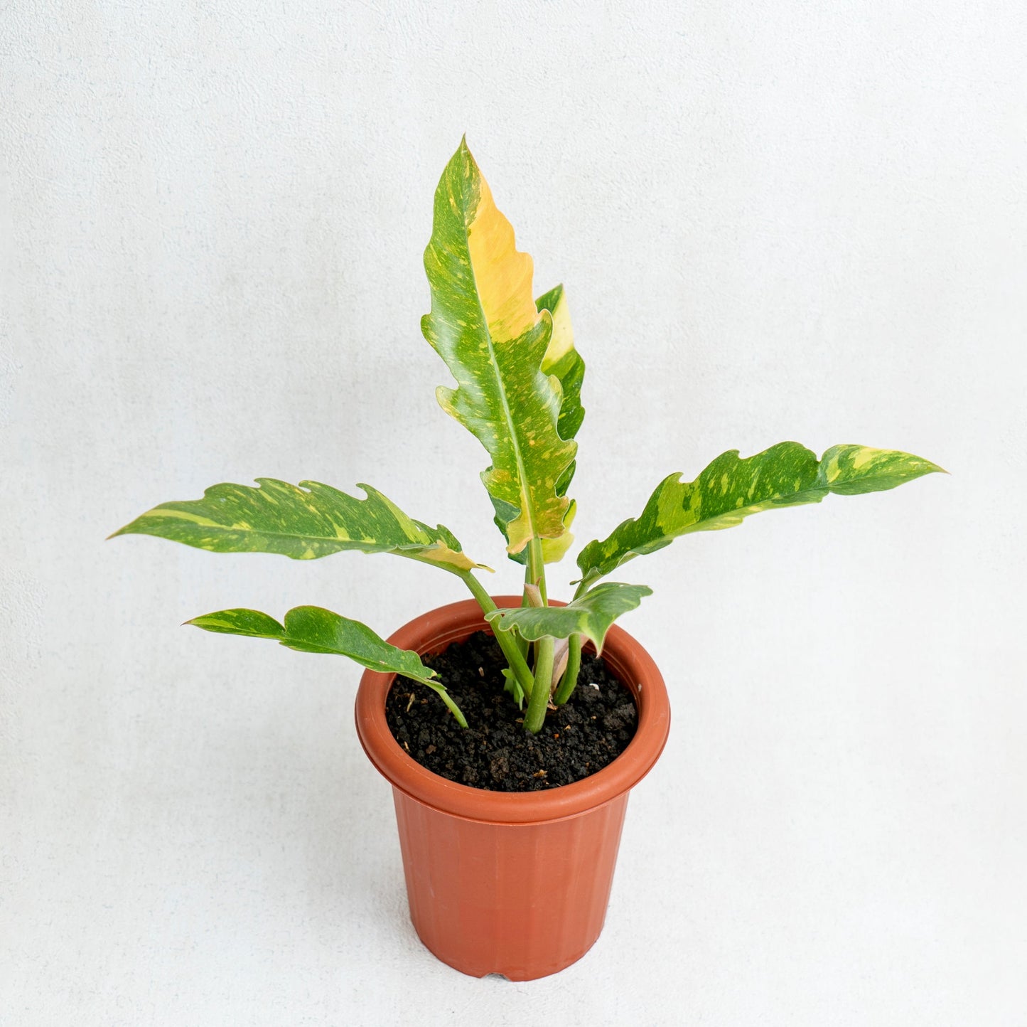 Philodendron Ring Of Fire - Indonesian Rare Plants