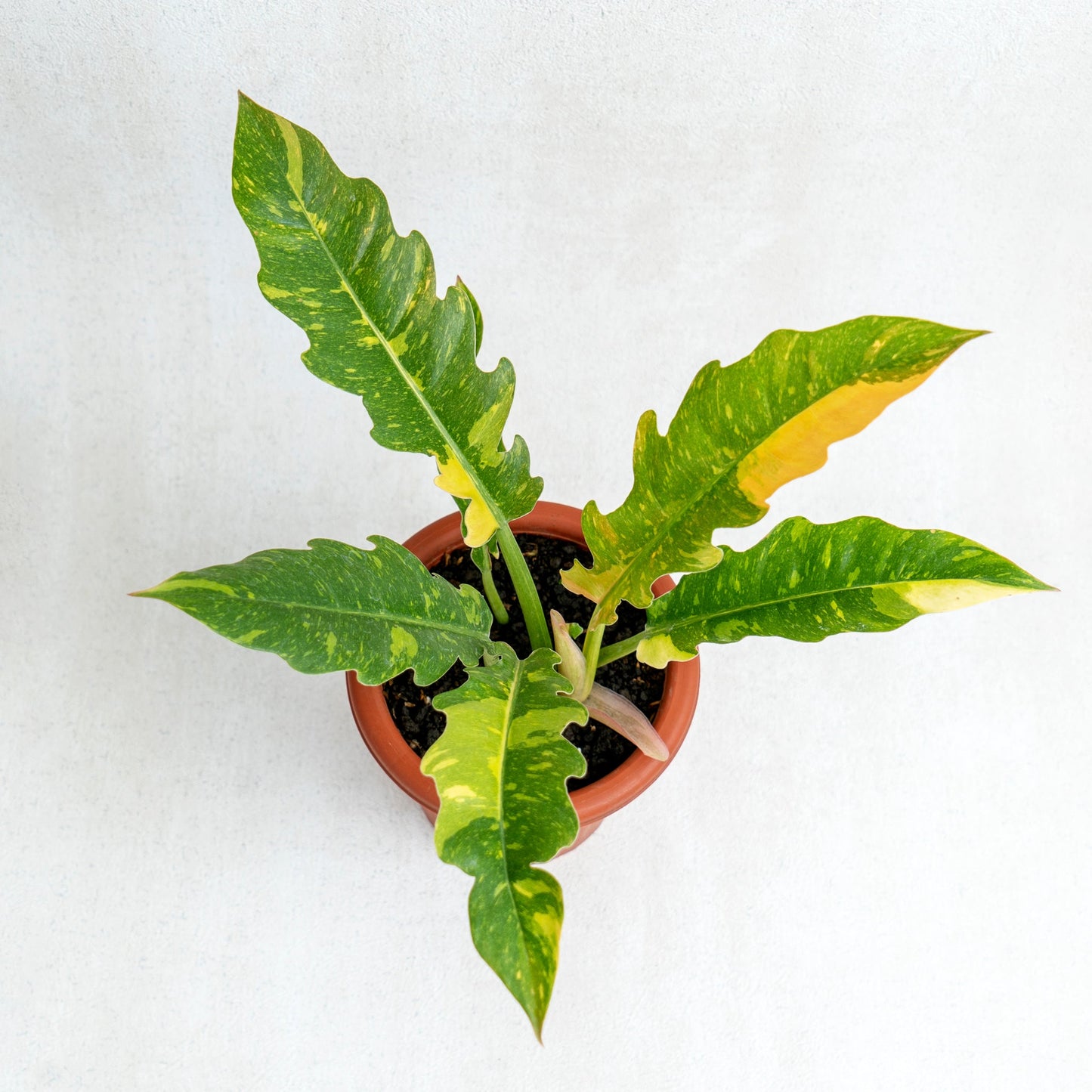 Philodendron Ring Of Fire