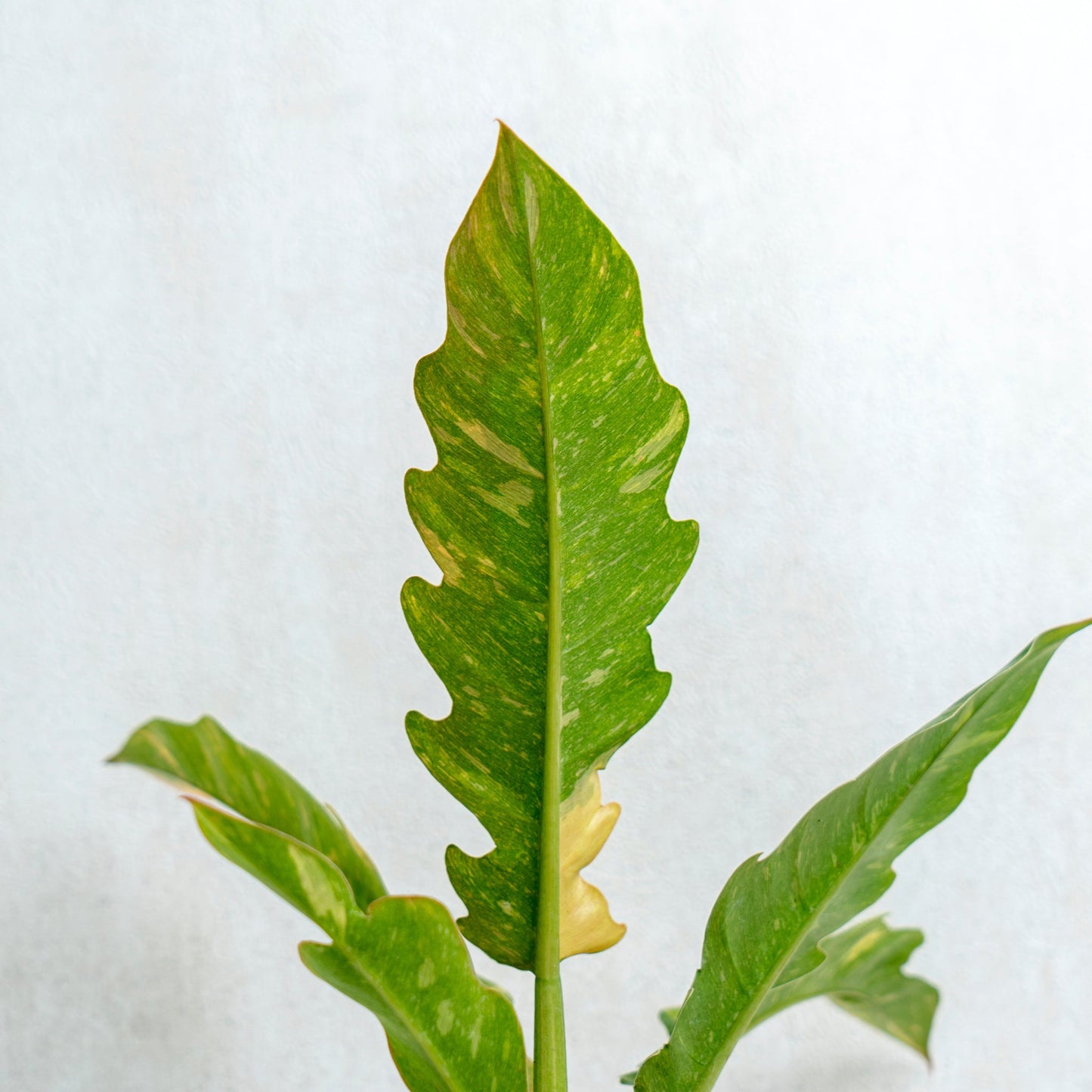 Philodendron Ring Of Fire