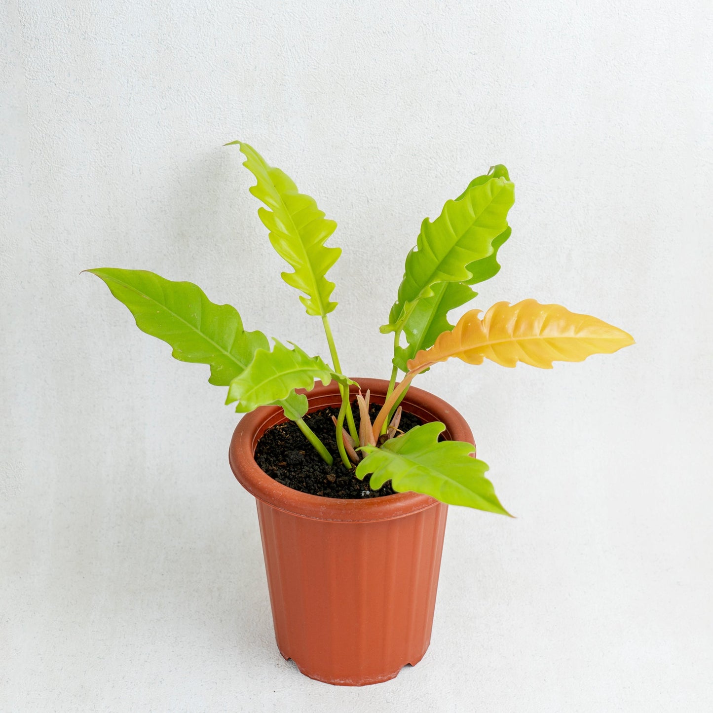 Philodendron Golden Saw/Crocodile Golden - Indonesian Rare Plants