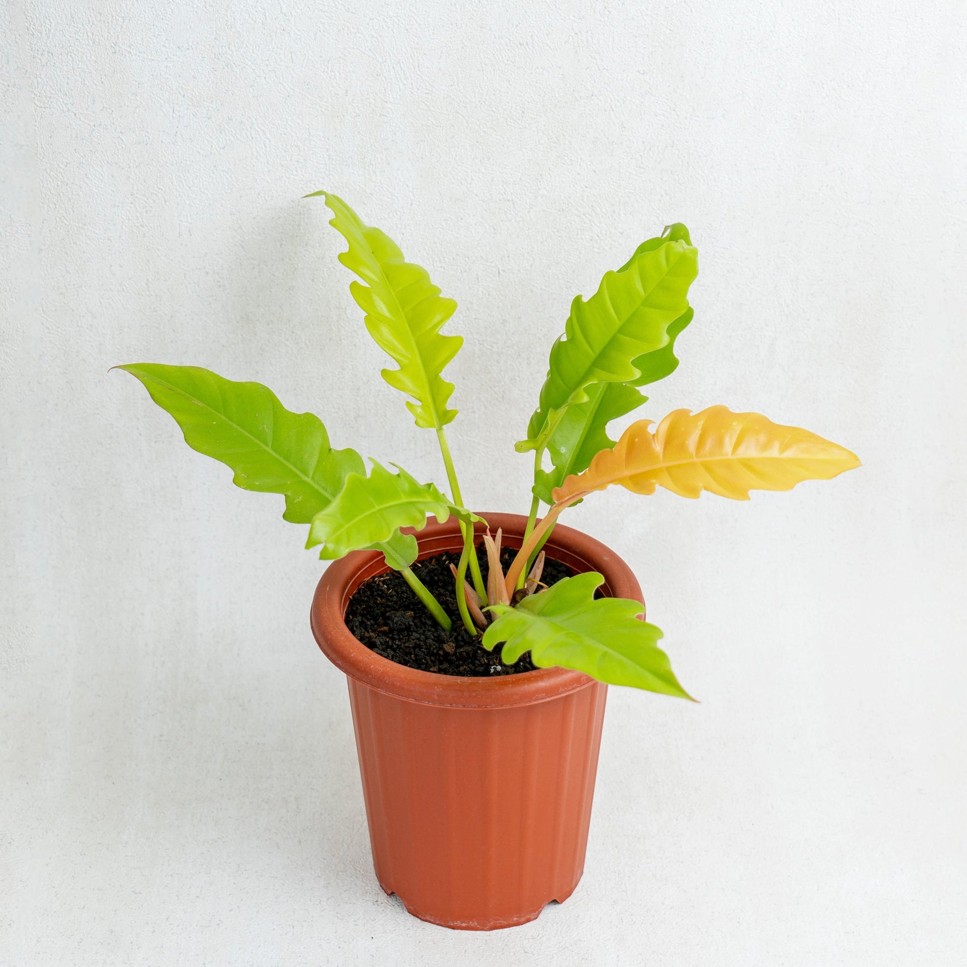 Philodendron Golden Saw/Crocodile Golden - Indonesian Rare Plants