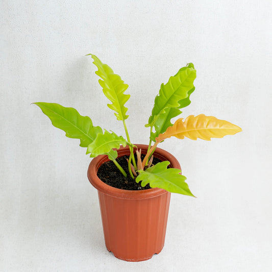 Philodendron Golden Saw/Crocodile Golden - Indonesian Rare Plants