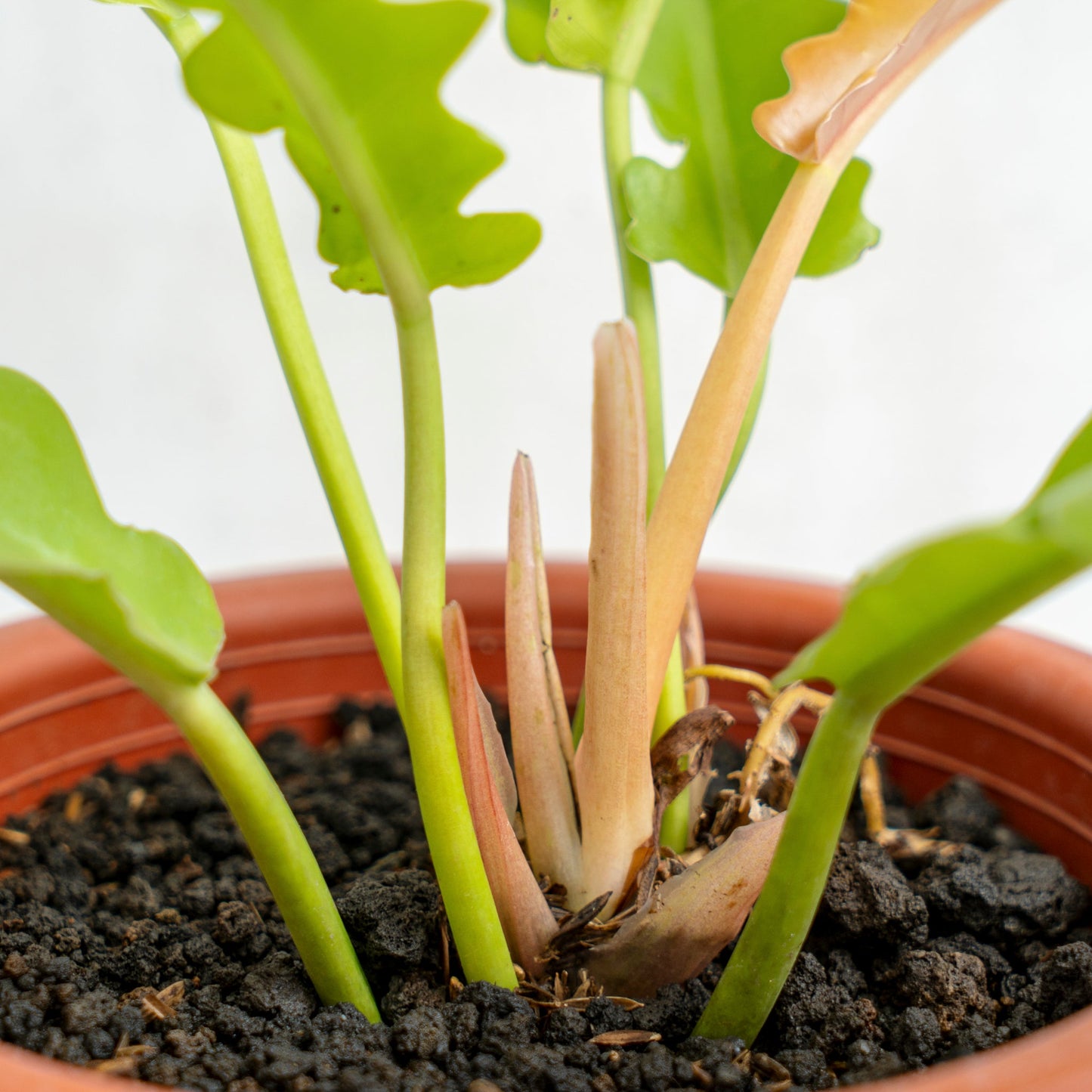 Philodendron Golden Saw/Crocodile Golden