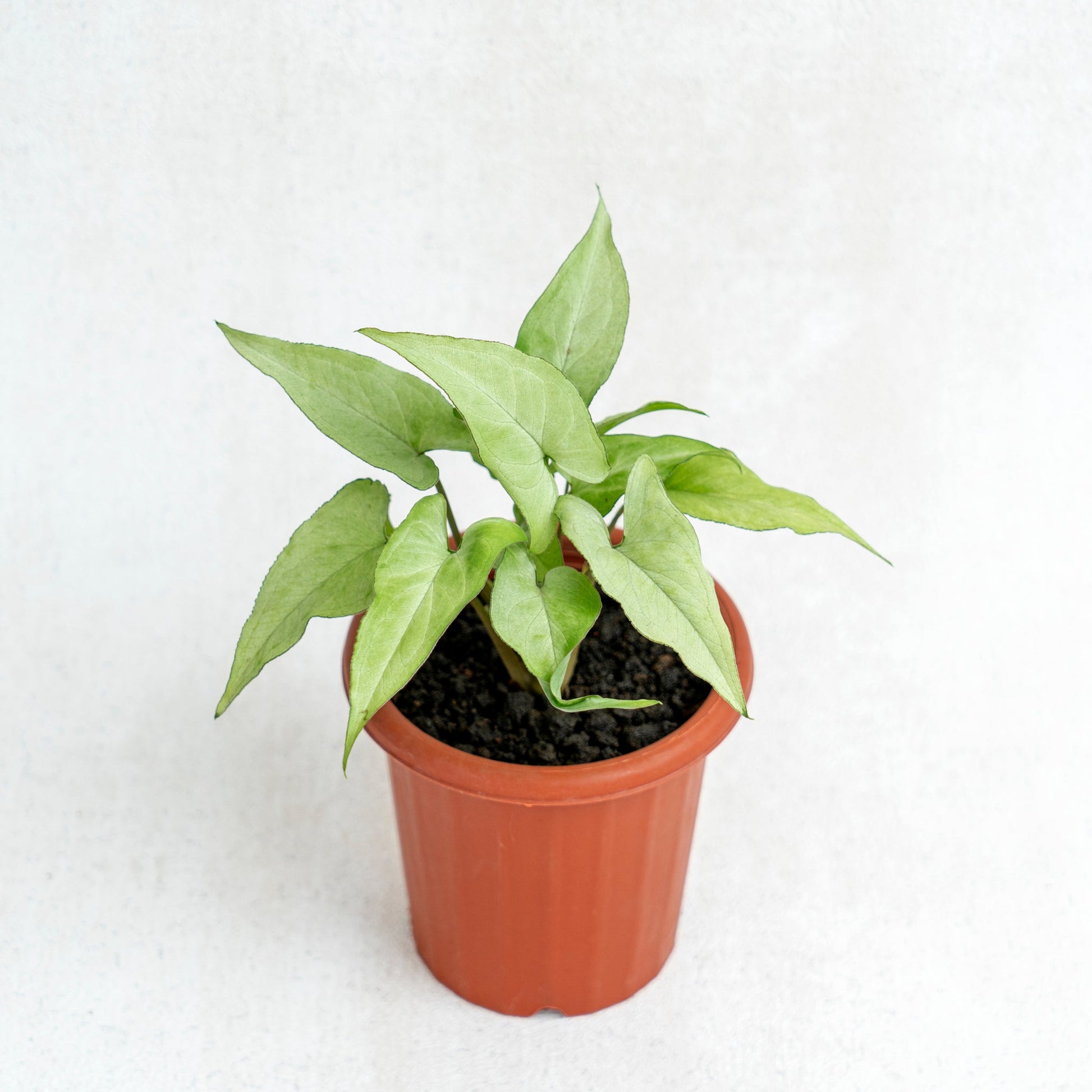 Syngonium White Narrow - Indonesian Rare Plants