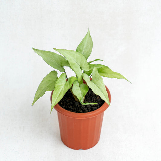 Syngonium White Narrow - Indonesian Rare Plants
