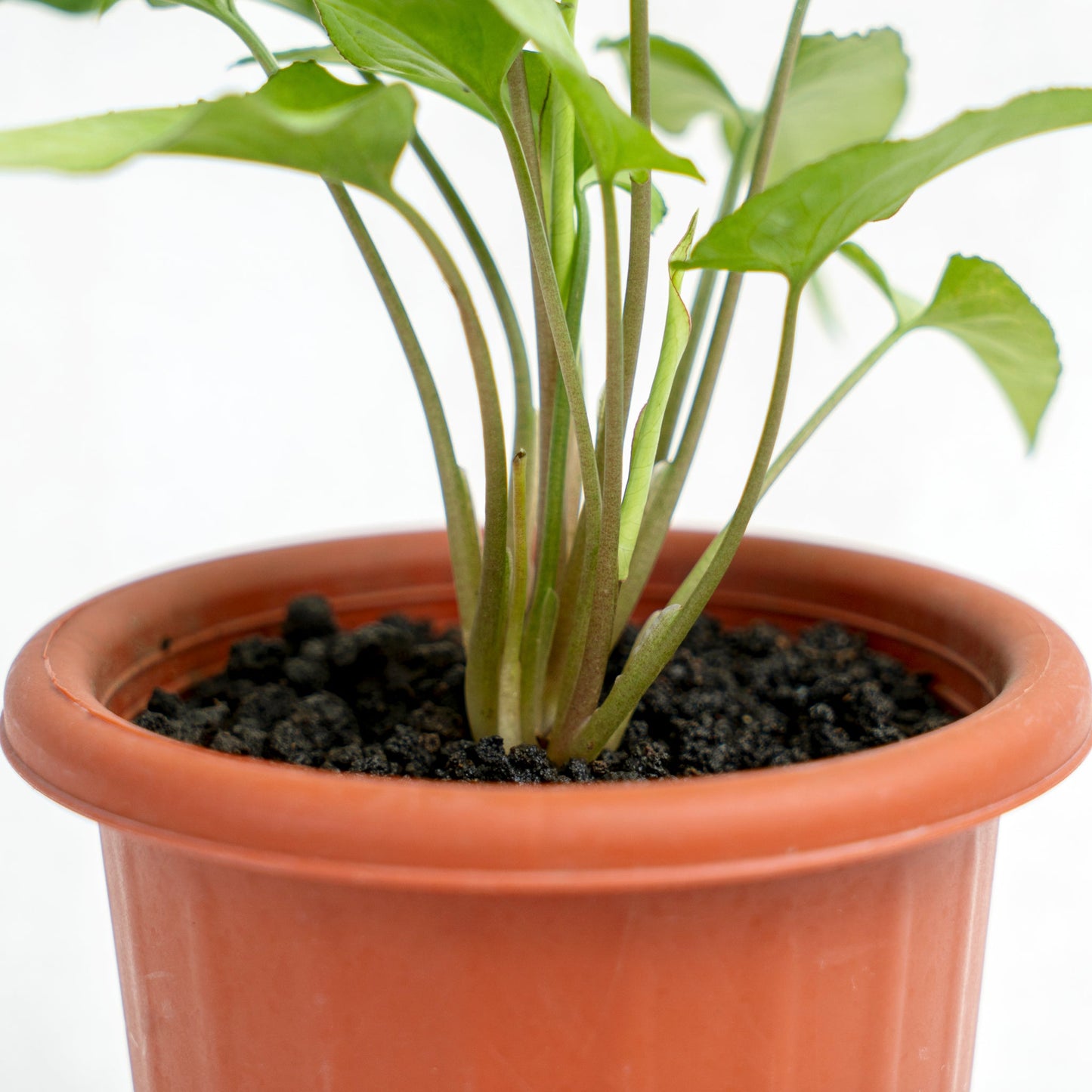 Syngonium White Narrow