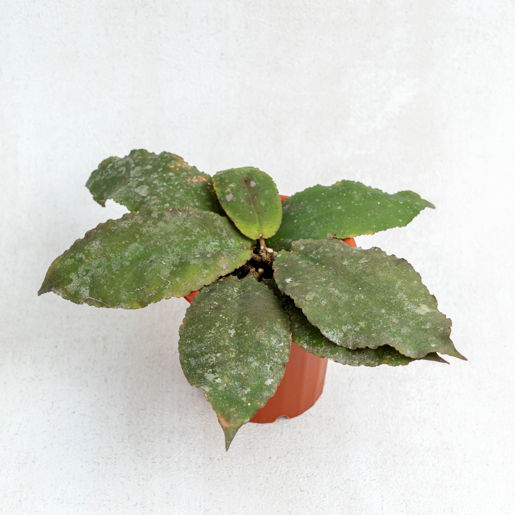 Hoya Undulata Splash - Indonesian Rare Plants