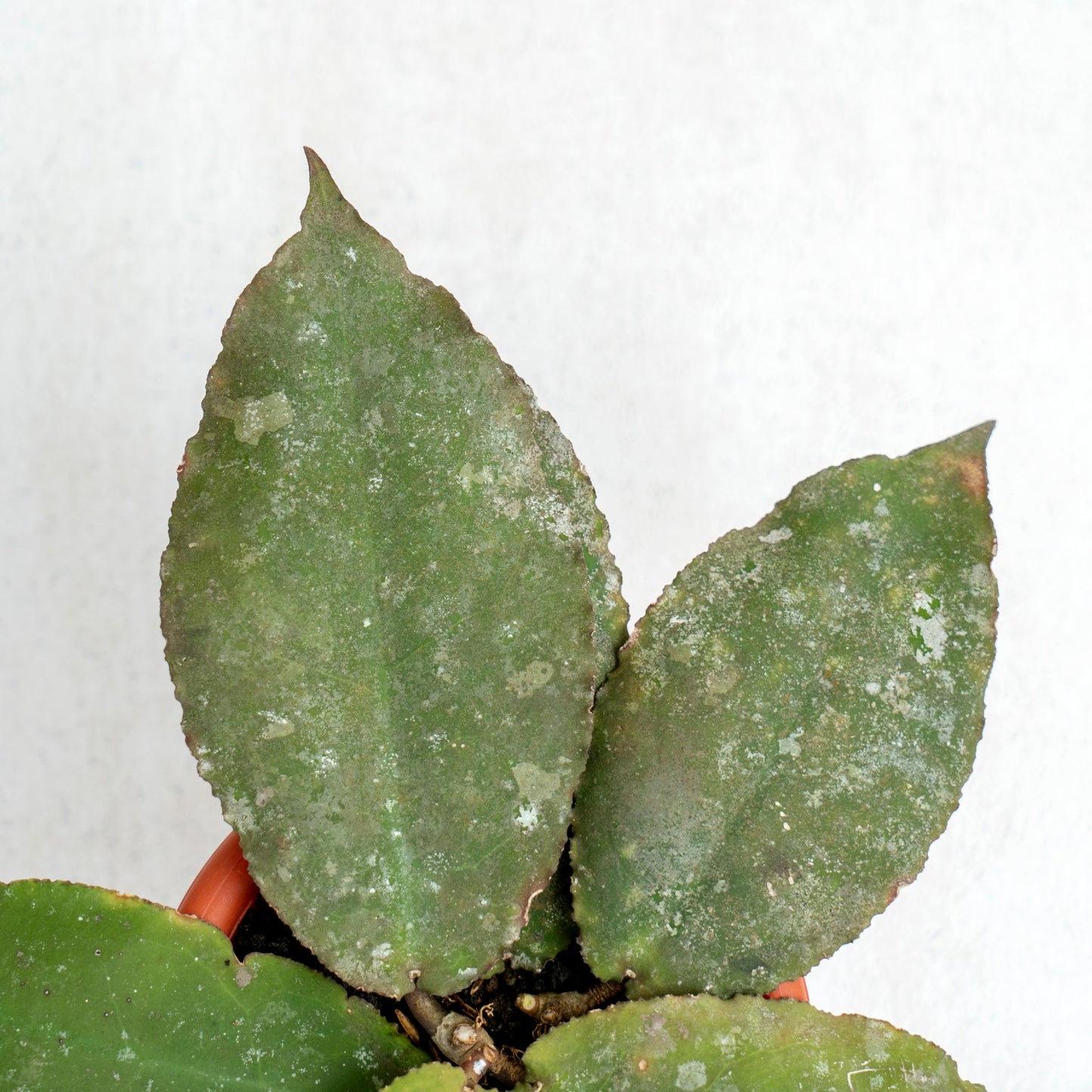 Hoya Undulata Splash