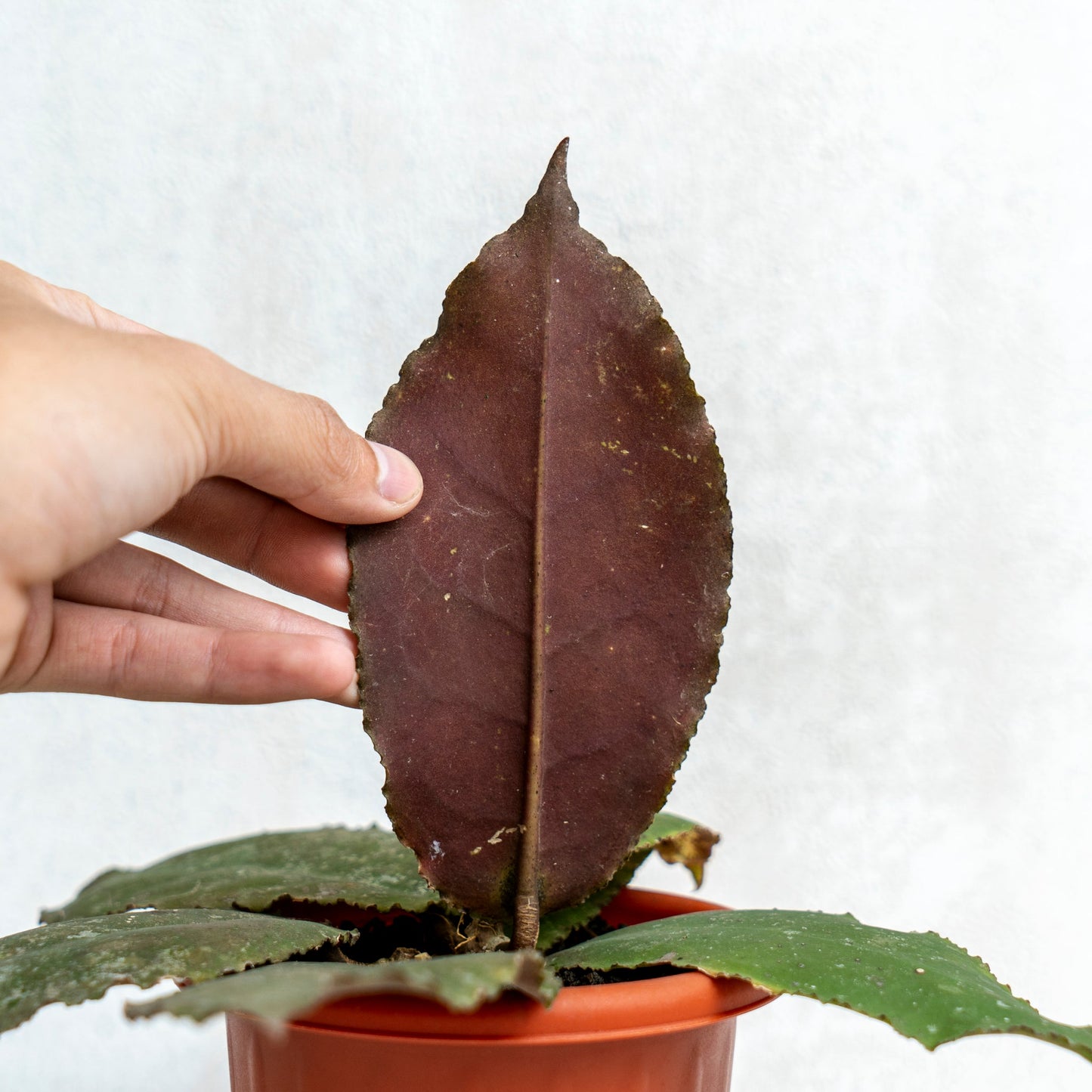 Hoya Undulata Splash