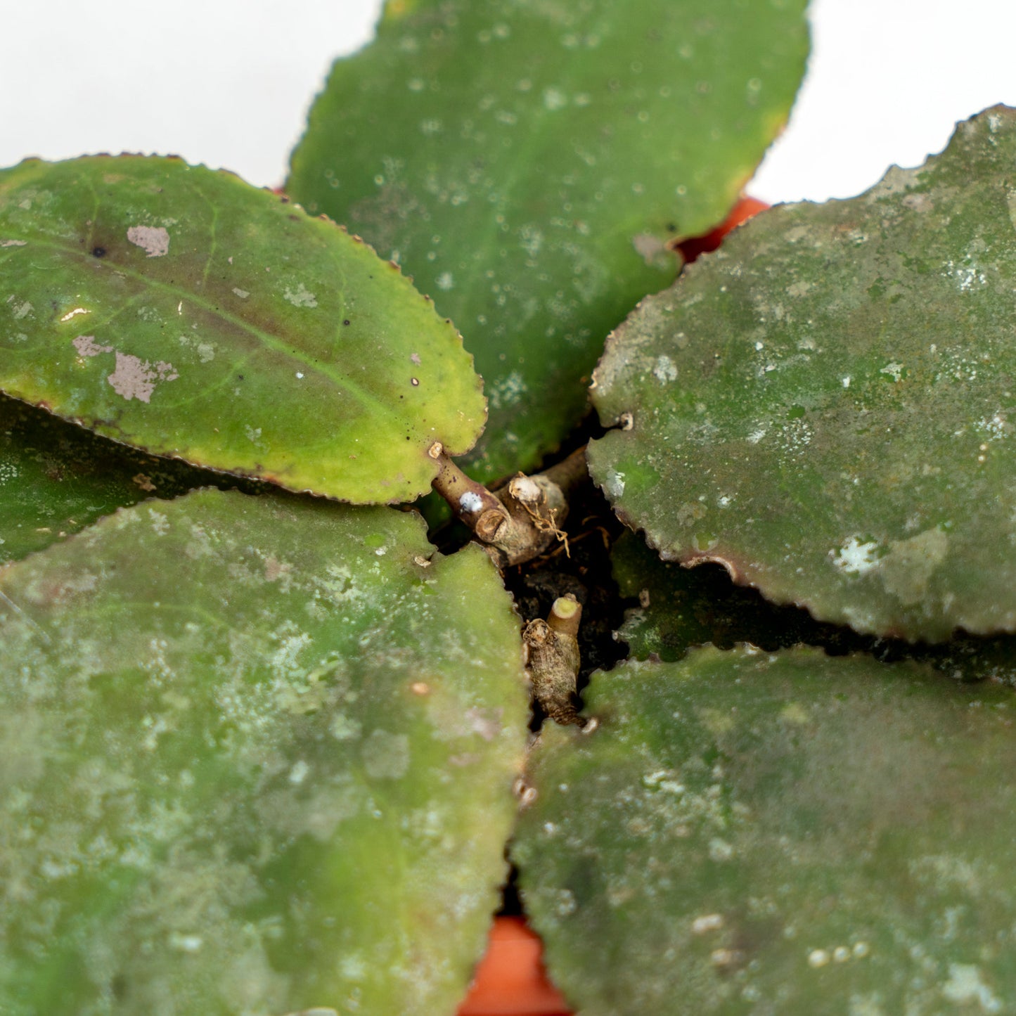 Hoya Undulata Splash