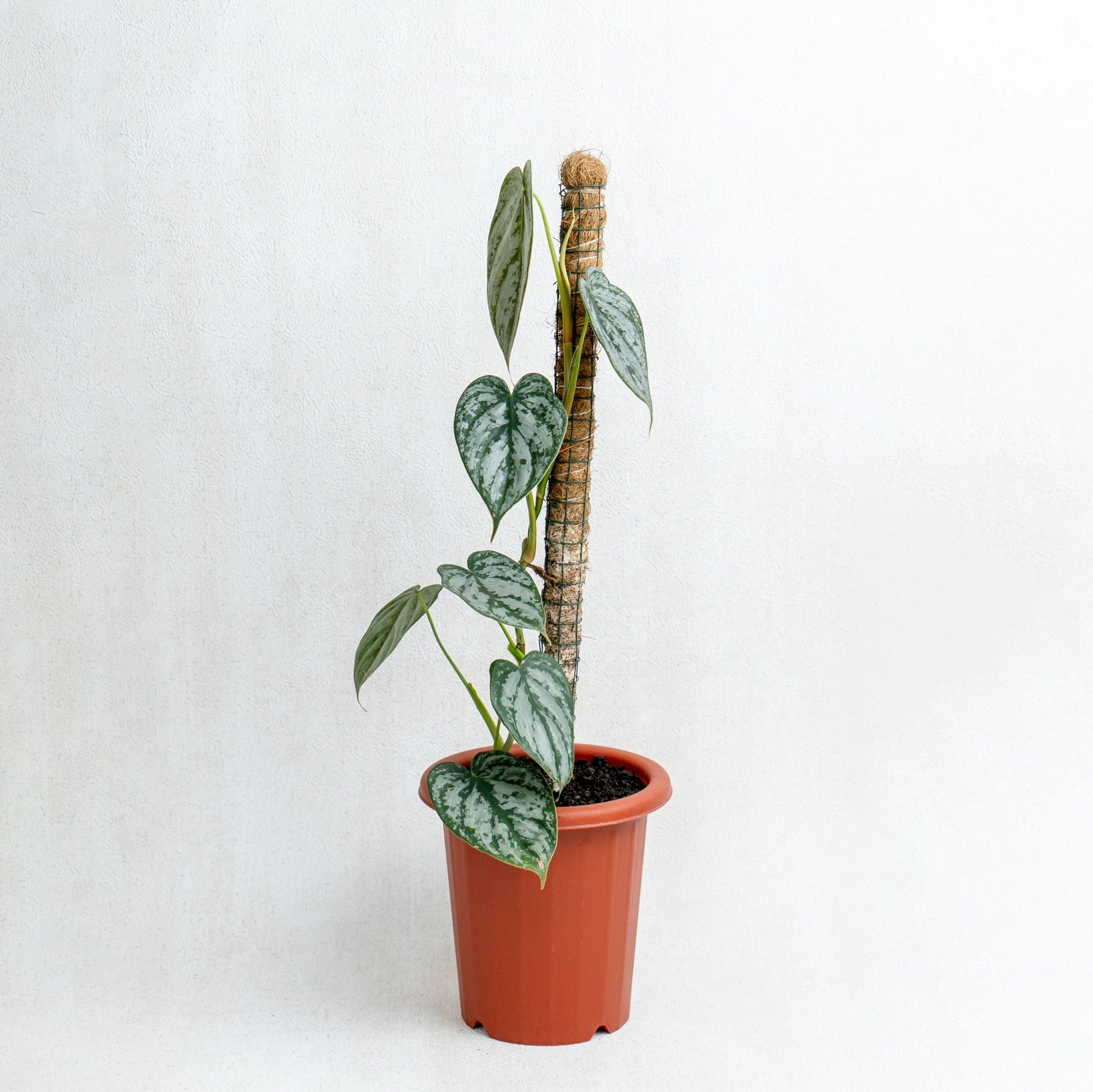 Philodendron Brandtianum - Indonesian Rare Plants