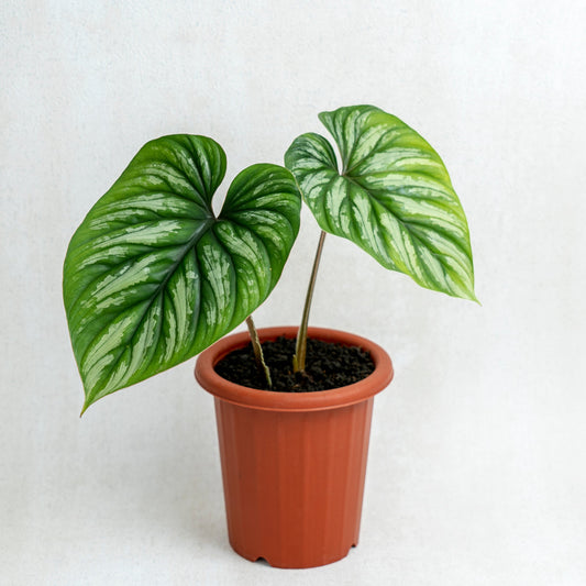 Philodendron Plowmanii - Indonesian Rare Plants