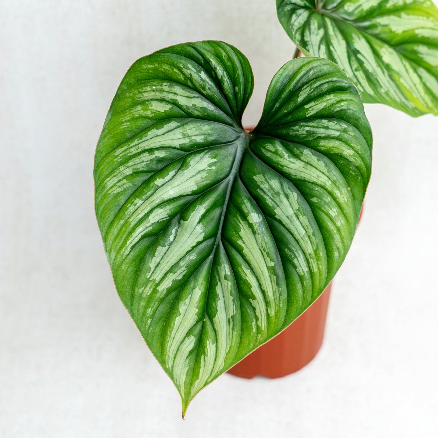 Philodendron Plowmanii