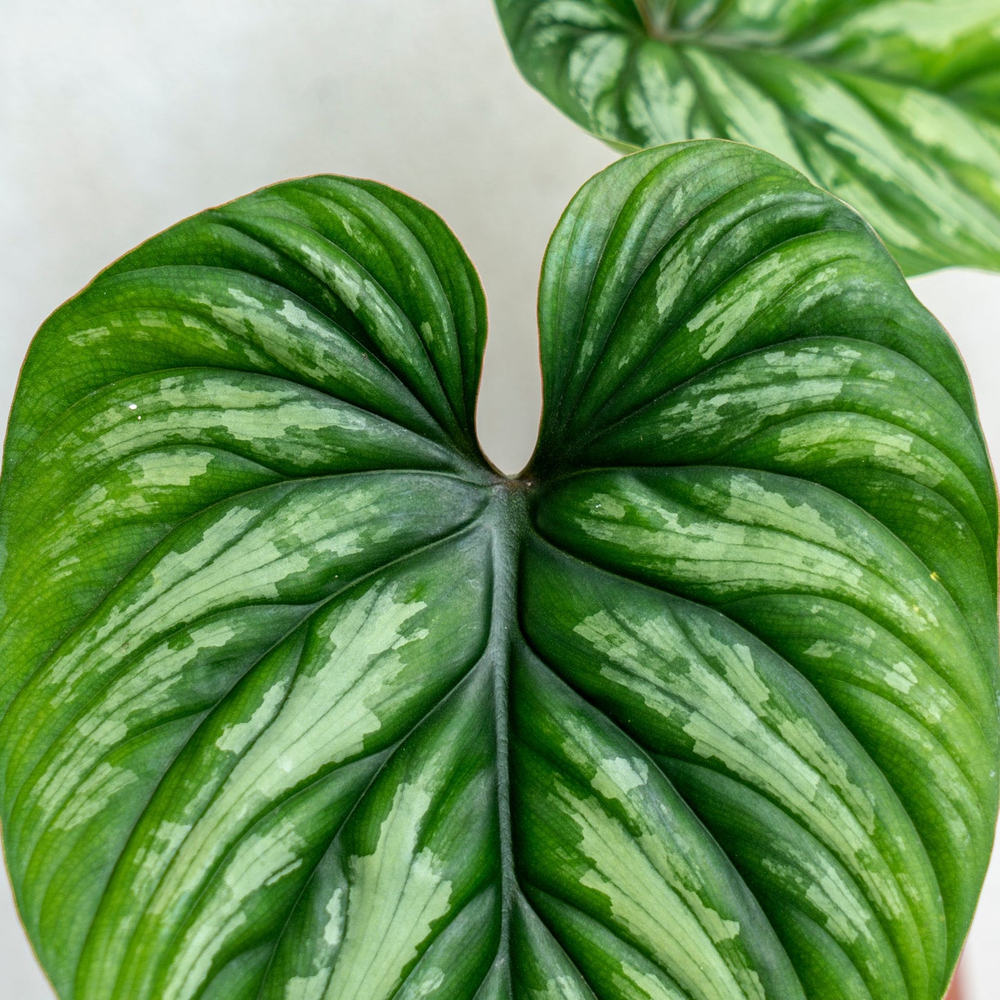 Philodendron Plowmanii