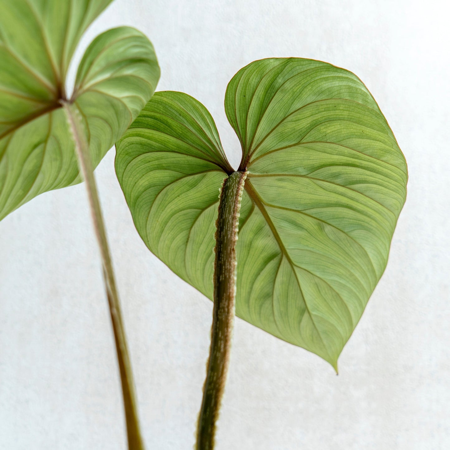 Philodendron Plowmanii
