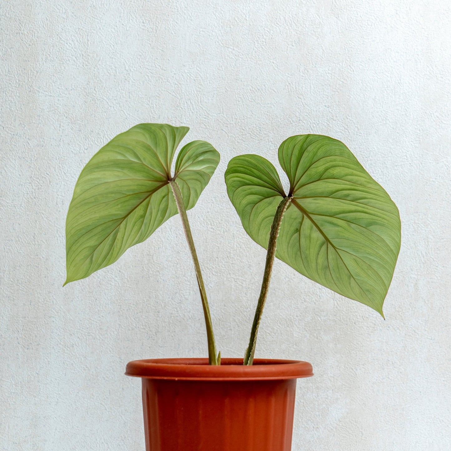 Philodendron Plowmanii