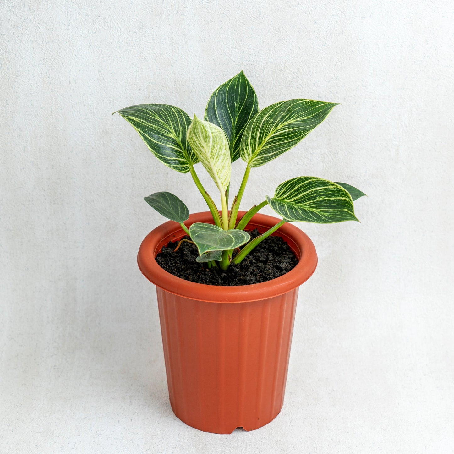Philodendron Birkin - Indonesian Rare Plants