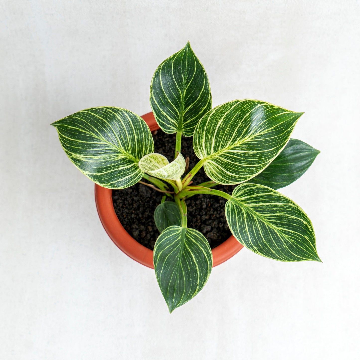Philodendron Birkin