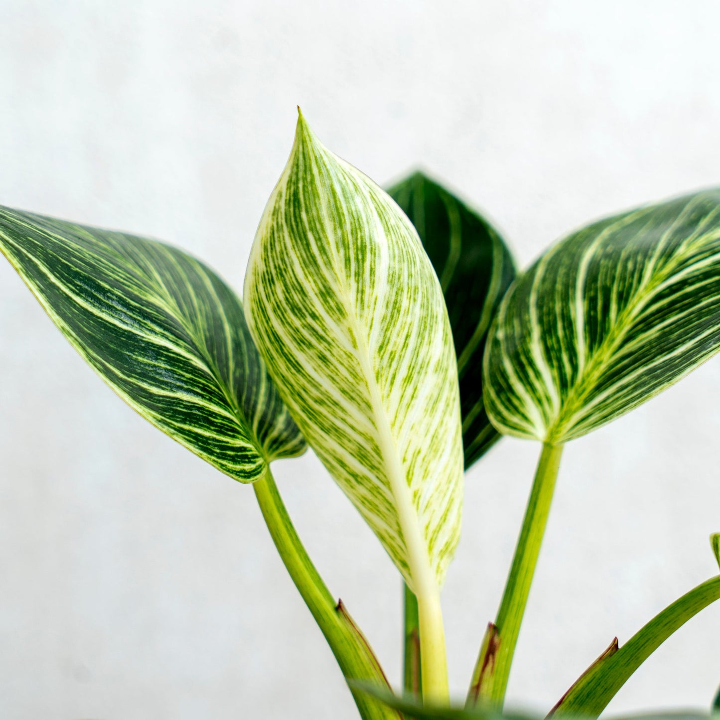 Philodendron Birkin