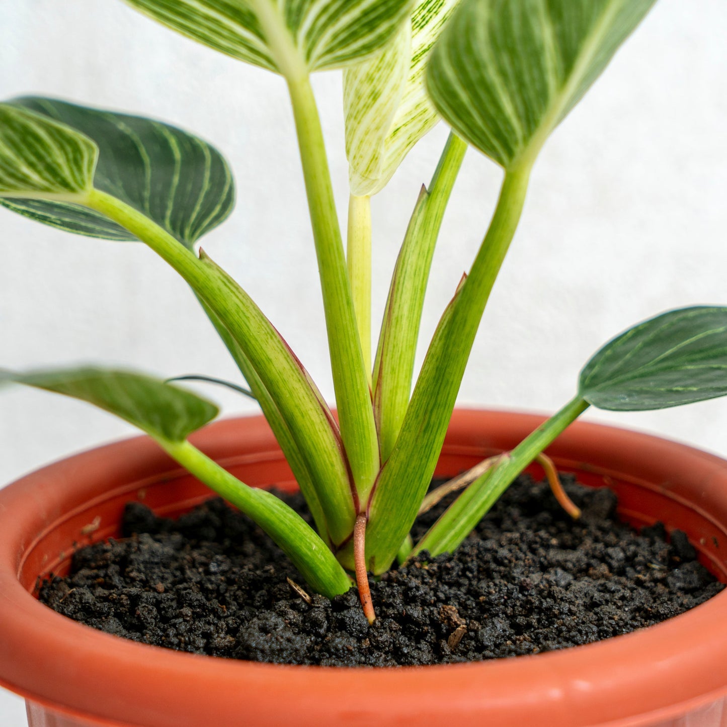 Philodendron Birkin