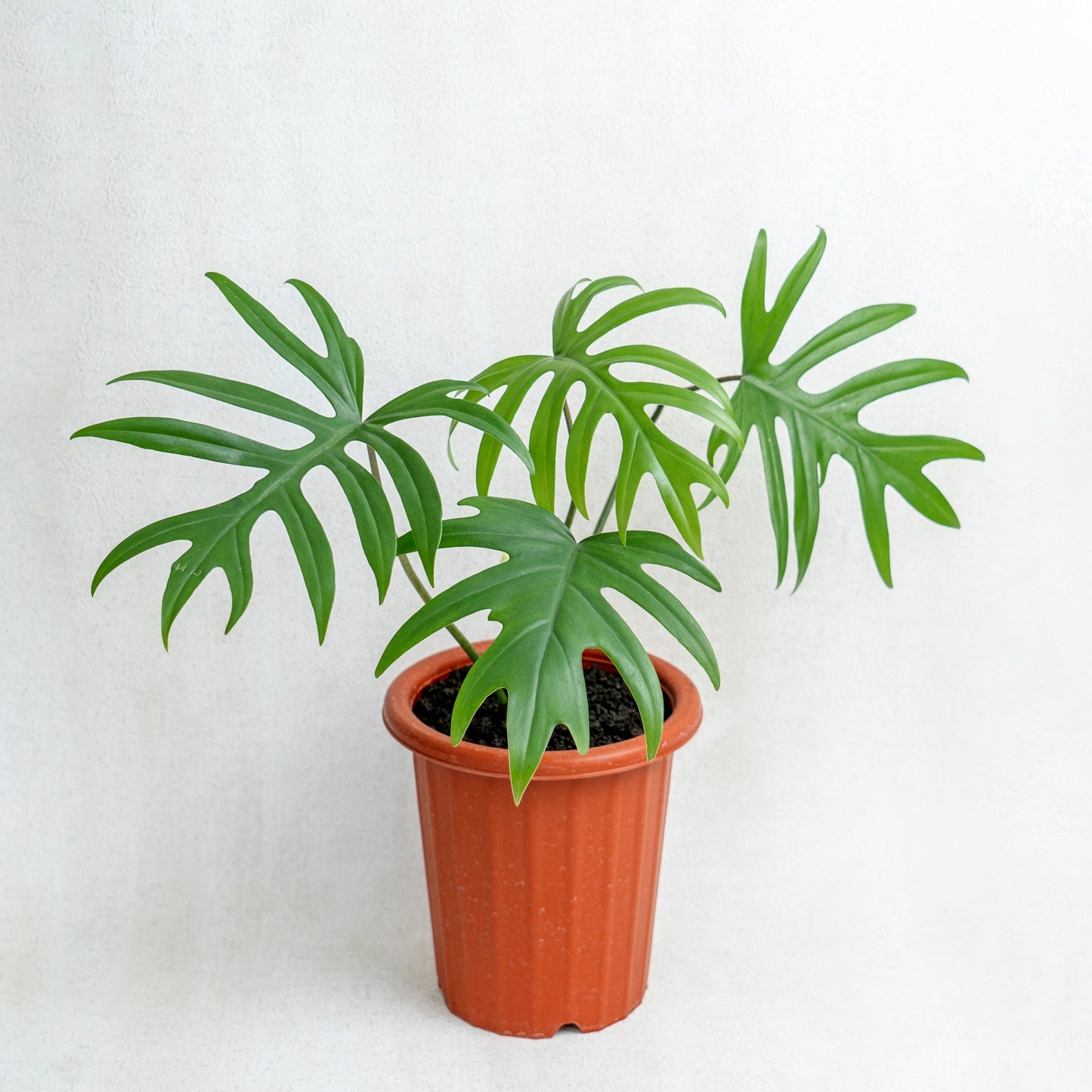 Philodendron Mayoi - Indonesian Rare Plants