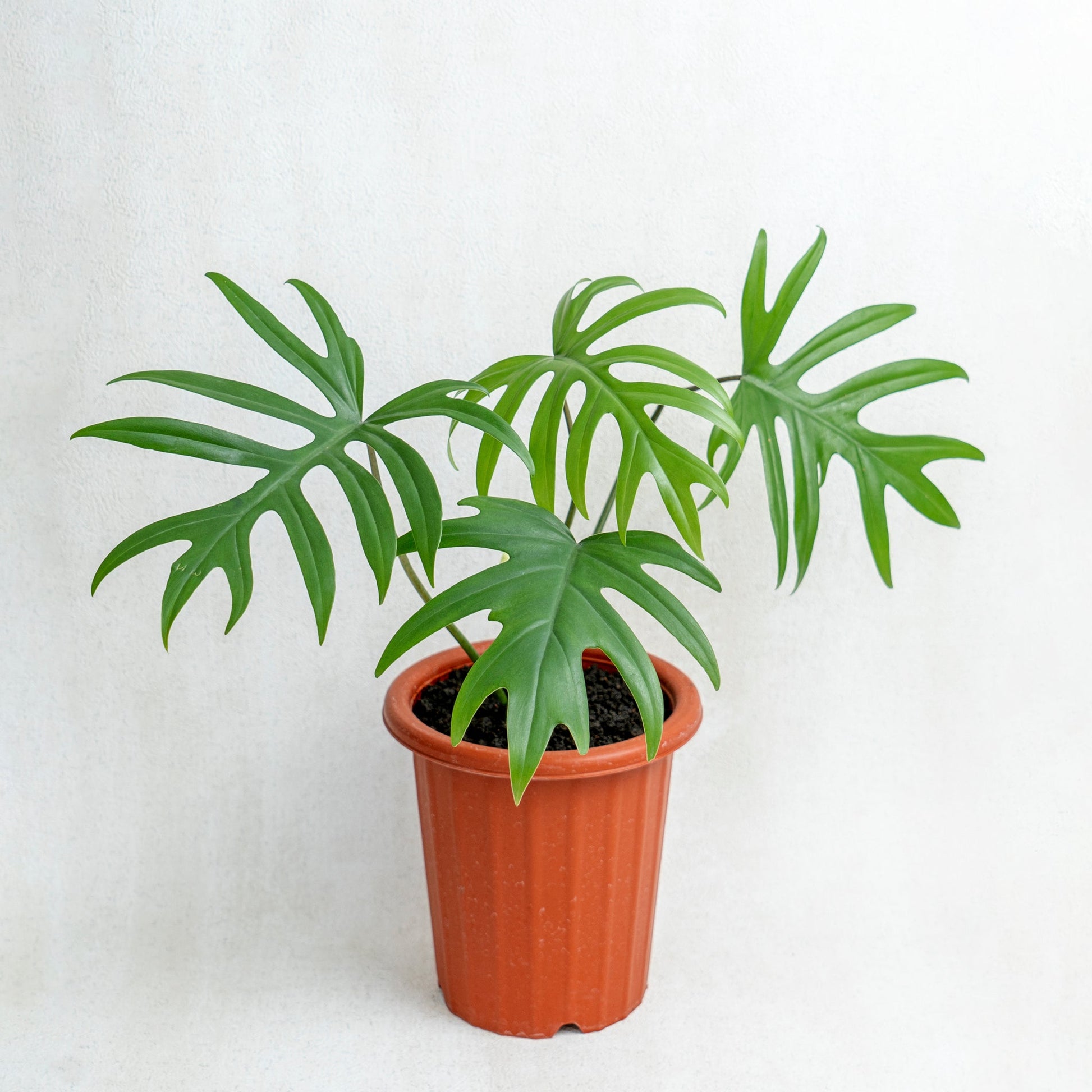 Philodendron Mayoi - Indonesian Rare Plants