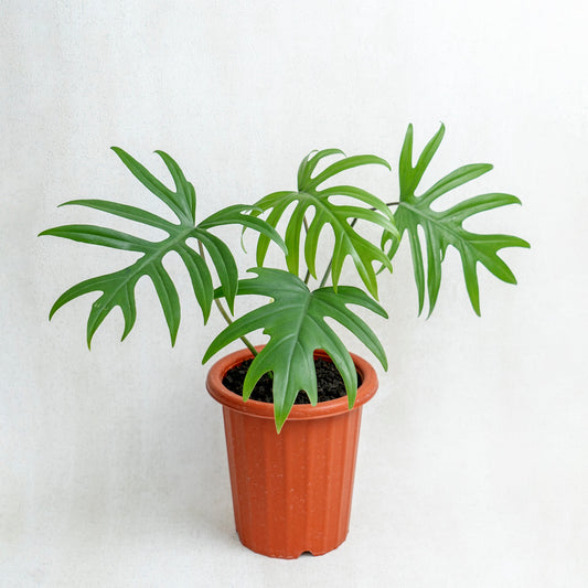 Philodendron Mayoi - Indonesian Rare Plants