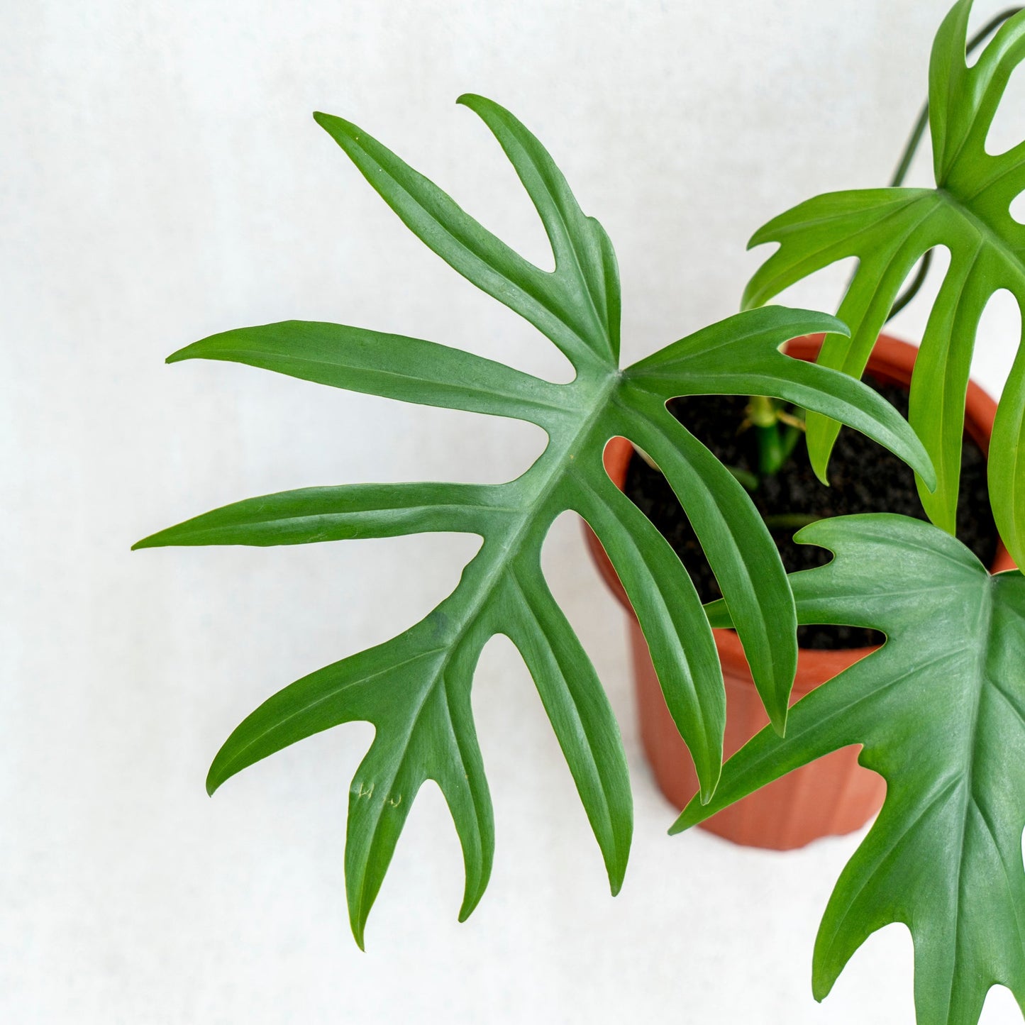 Philodendron Mayoi
