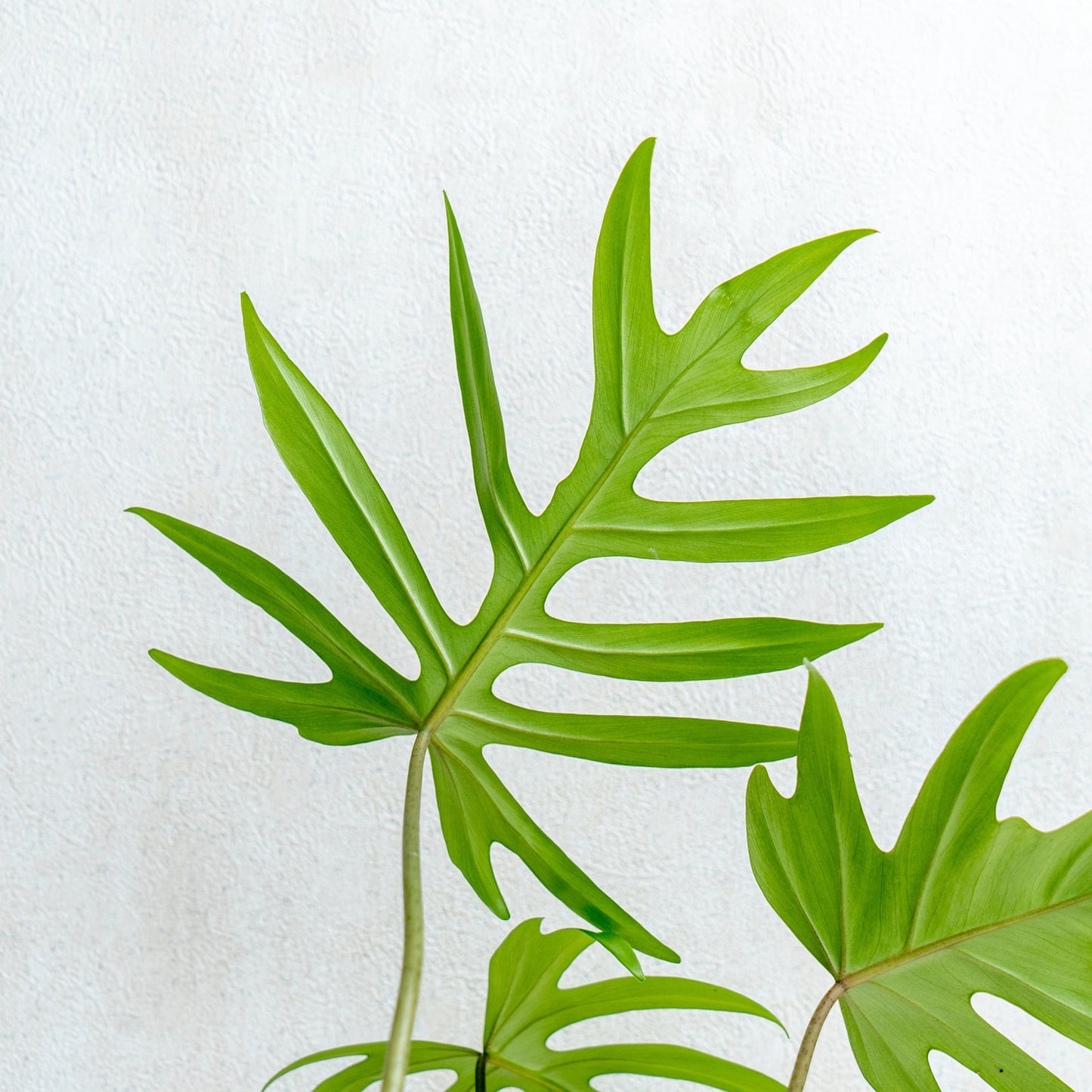 Philodendron Mayoi