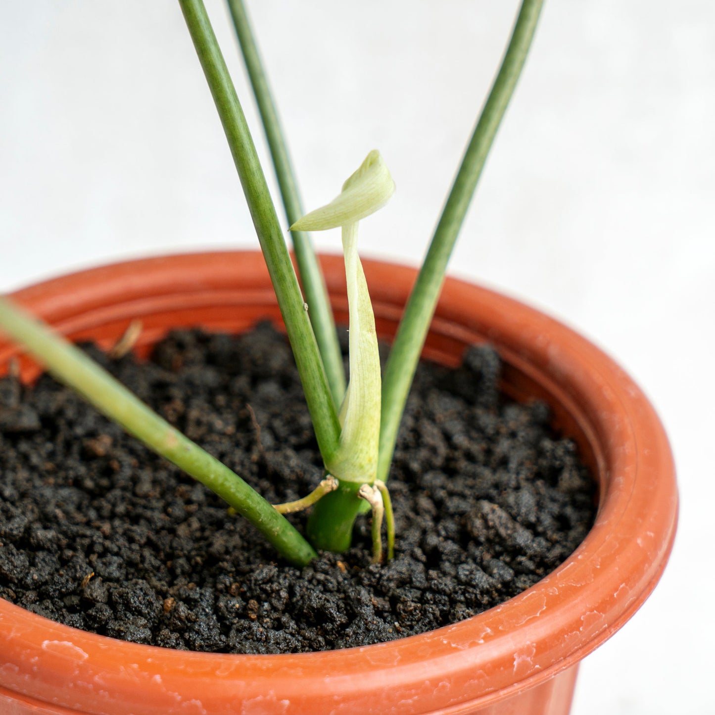 Philodendron Mayoi