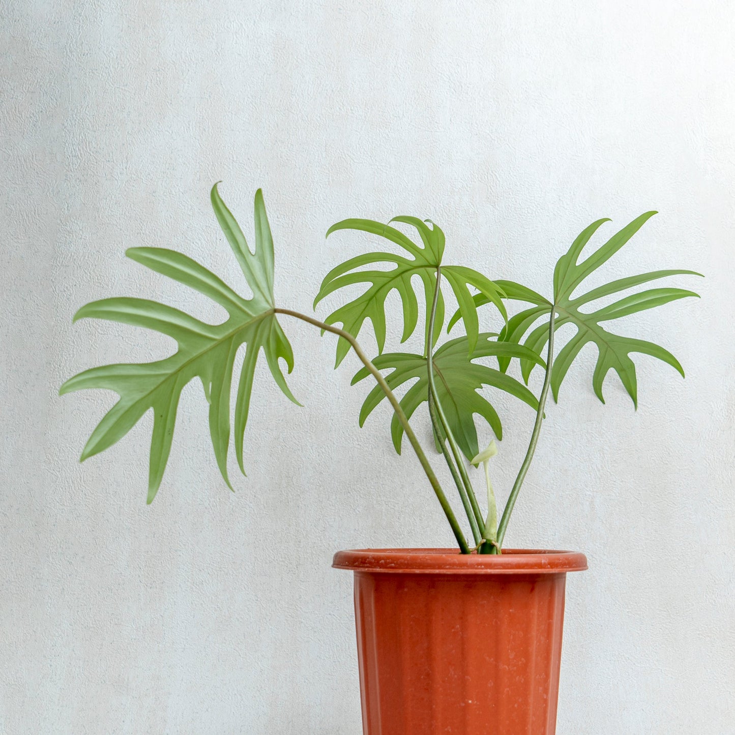 Philodendron Mayoi